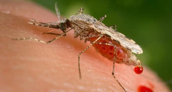 •Mosquitoes...small, but largest killers of mankind in the world.