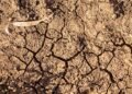 ‘$27.3Bn Lost to Salinity-induced Soil Degradation Annually’