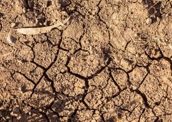 ‘$27.3Bn Lost to Salinity-induced Soil Degradation Annually’