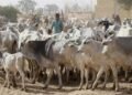 Bayelsa Arrests 44 Cows over Violation of Anti-Open Grazing Law