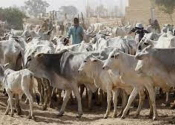 Bayelsa Arrests 44 Cows over Violation of Anti-Open Grazing Law