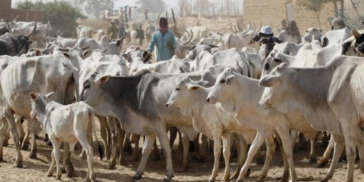 •Fulani herders...