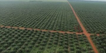 Obaseki’s Oil Palm Revolution: ARPN 12000ha Plantation in Edo to Harvest 1st Fruit in 2024