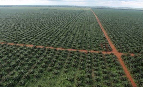 •Oil palm plantation