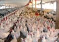 Poultry Farmers Bemoan Rising Cost of Production