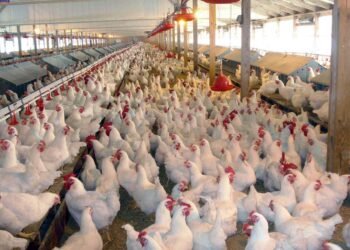 Poultry Farmers Bemoan Rising Cost of Production
