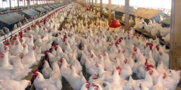 Poultry Farmers Bemoan Rising Cost of Production