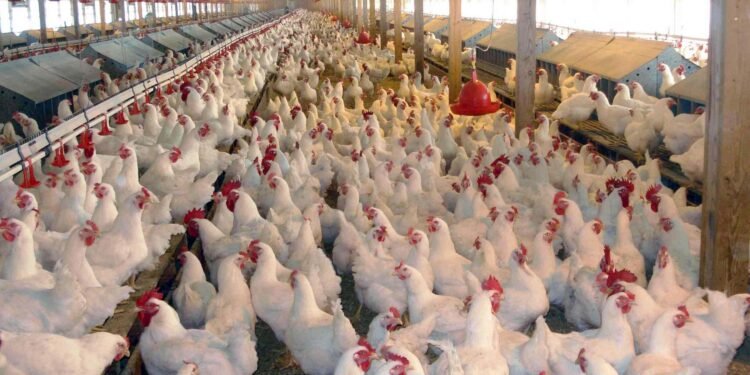 •A typical poultry farm in Nigeria