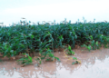 Atiku Makes Case for Farmers — FG should assist flood victims