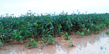 Atiku Makes Case for Farmers — FG should assist flood victims