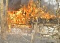 NDLEA Storms Edo forest, Destroys 7,286kgs Skunk After Gun Duel