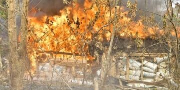 NDLEA Storms Edo forest, Destroys 7,286kgs Skunk After Gun Duel