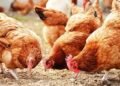 Poultry Farmers Seek FG’s Intervention to Save Imminent Collapse of Industry