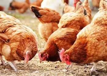 Poultry Farmers Seek FG’s Intervention to Save Imminent Collapse of Industry