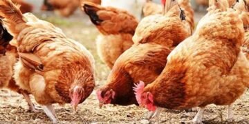 Poultry Farmers Seek FG’s Intervention to Save Imminent Collapse of Industry