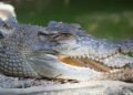 Suspected Missing Fisherman’s Flesh Found inside 2 Crocodiles | METROWATCH
