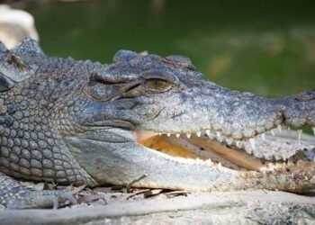 Suspected Missing Fisherman’s Flesh Found inside 2 Crocodiles | METROWATCH