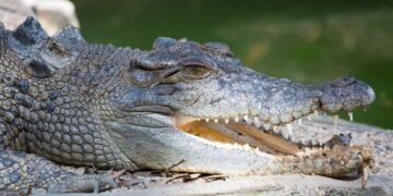 Suspected Missing Fisherman’s Flesh Found inside 2 Crocodiles | METROWATCH