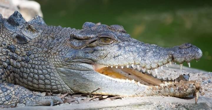*A crocodile