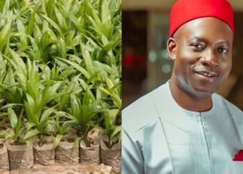 Anambra: Soludo Imports Two Million Malaysian Palm Oil Seedlings, Coconuts | METROWATCH