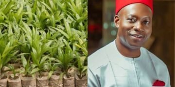 Anambra: Soludo Imports Two Million Malaysian Palm Oil Seedlings, Coconuts | METROWATCH