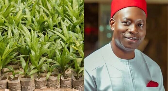 Photo combination of Charles Soludo and palm oil seedlings