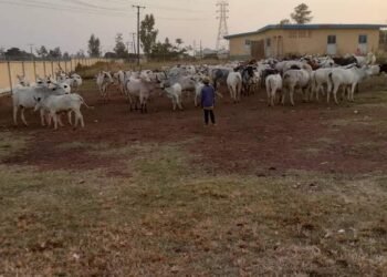 PHOTOS | Army Arrests 15 Suspects, Recovers Ammunition | METROWATCH