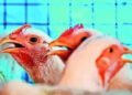 Chicken Likely Out of Menu for Christmas, Say Consumers, Sellers | METROWATCH