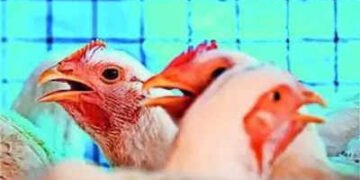 Chicken Likely Out of Menu for Christmas, Say Consumers, Sellers | METROWATCH