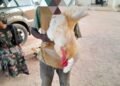 Adamawa Police Arrest Teenager Allegedly Caught Having Intercourse with Cock | METROWATCH