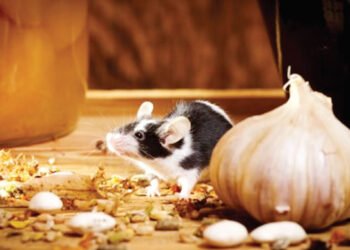 Lassa Fever Killed 84 in 7 Weeks — NCDC | METROWATCH