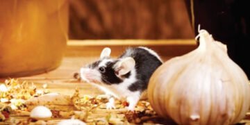 Lassa Fever Killed 84 in 7 Weeks — NCDC | METROWATCH