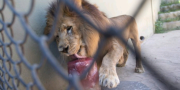 Lion Kills OAU Staff | METROWATCH