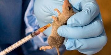 Lassa Fever
