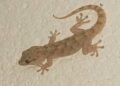 wall geckos