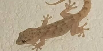wall geckos