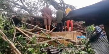 Trees Kill 4 at Jattu Market during Rainfall in Edo | METROWATCH