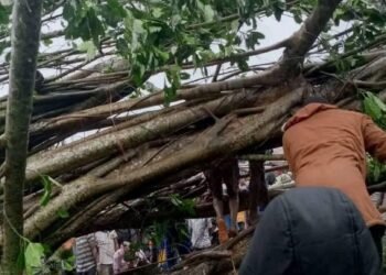 Shaibu Mourns as Trees Fall, Kill 4 in Edo Market During Rainfall | METROWATCH