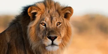 Lion Kills 35-year-old Handler at Olusegun Obasanjo Library Zoo in Ogun