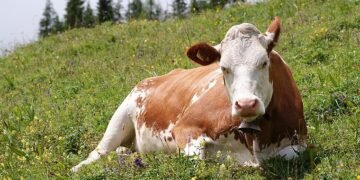 Man Kicked To De@th During Attempt To R@pe Cow