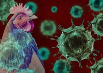 Bird Flu: Stop the Panic, Kano Govt Reacts to Virus Outbreak