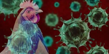 Bird Flu: Stop the Panic, Kano Govt Reacts to Virus Outbreak