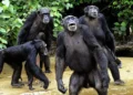 Wild Chimpanzees Filmed for the First Time Sharing ‘Boozy’ Fruit