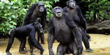 Wild Chimpanzees Filmed for the First Time Sharing ‘Boozy’ Fruit