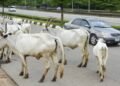Nigeria: Govt Announces Plan to Relocate Cattle from Abuja to Grazing Reserves