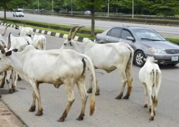 Nigeria: Govt Announces Plan to Relocate Cattle from Abuja to Grazing Reserves
