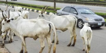 Nigeria: Govt Announces Plan to Relocate Cattle from Abuja to Grazing Reserves