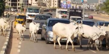Nigerian Govt Bans Open Grazing to End Farmers-Herders Conflicts
