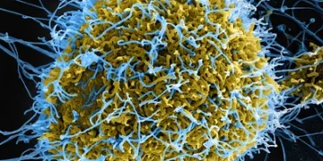 Kenya Court Suspends Opening of US Ebola Quarantine Centre