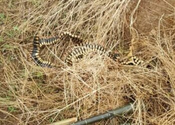Troops Arrest Terror Suspects, Logistics Suppliers, Recover Arms in North-East